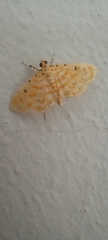 Notarcha quaternalis