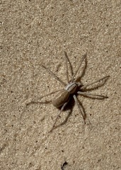 Camptocosa