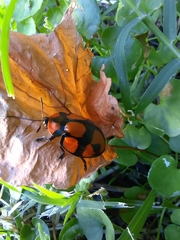 Botanochara octoplagiata