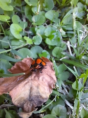 Botanochara octoplagiata