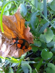Botanochara octoplagiata