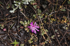 Delosperma basuticum