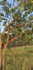 Corymbia erythrophloia