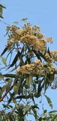 Corymbia erythrophloia