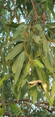 Corymbia erythrophloia