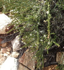 Selago myriophylla