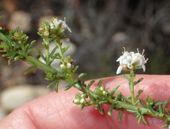 Selago myriophylla