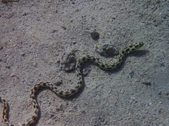 Myrichthys maculosus