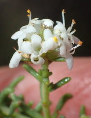 Selago myriophylla