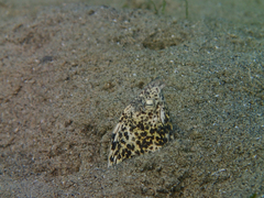 Callechelys marmorata