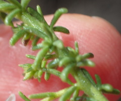 Selago myriophylla
