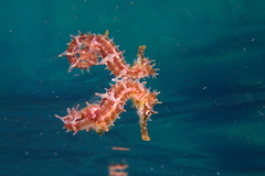 Hippocampus jayakari