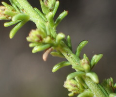 Selago myriophylla
