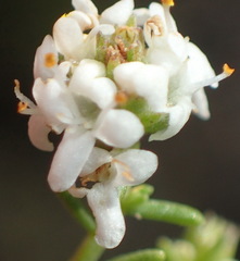 Selago myriophylla