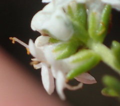 Selago myriophylla