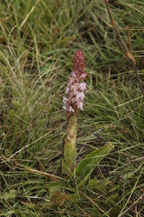 Satyrium longicauda