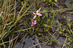 Rhodohypoxis