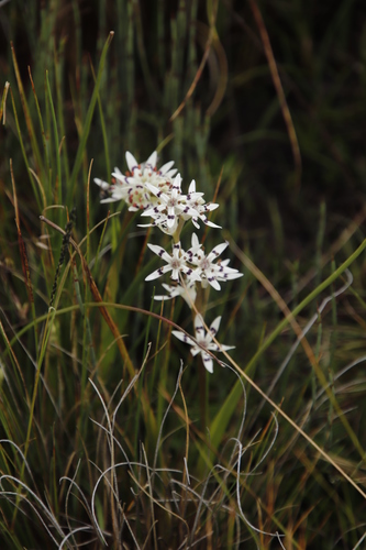 Image of Wurmbea elatior by (c) Tony Rebelo, some rights reserved (CC BY-SA)