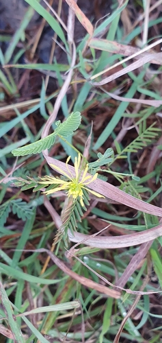 Image of Neptunia gracilis by no rights reserved