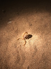 Parabuthus mossambicensis