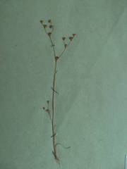 Juncus tenageia