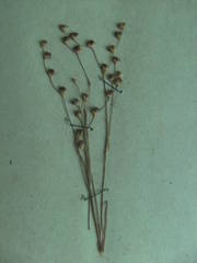 Juncus tenageia