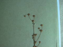Juncus tenageia