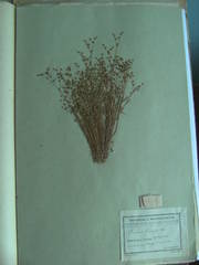 Juncus tenageia