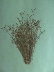 Juncus tenageia