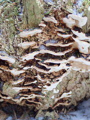 Heterobasidion parviporum