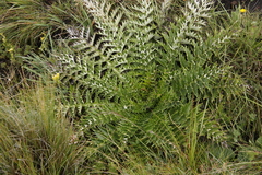 Berkheya multijuga