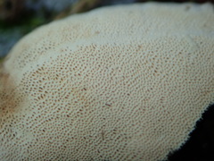 Heterobasidion parviporum