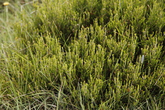 Erica caespitosa