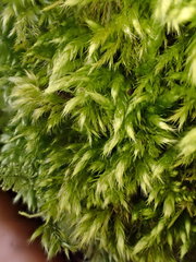 Brachythecium tommasinii