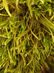 Anomodon longifolius