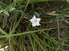 Convolvulus hermanniae