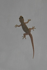 Hemidactylus platyurus