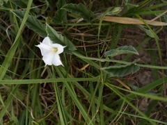 Convolvulus hermanniae