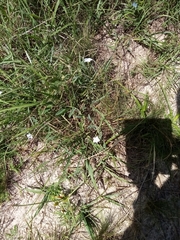 Convolvulus hermanniae