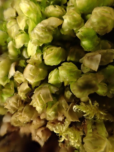 Representative image of Scapania aspera