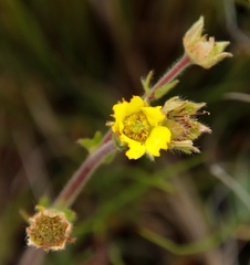 Geum capense