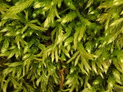 Brachythecium tommasinii