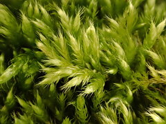 Brachythecium tommasinii