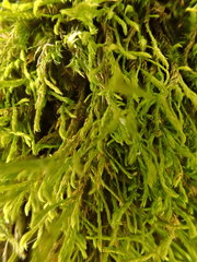 Anomodon longifolius