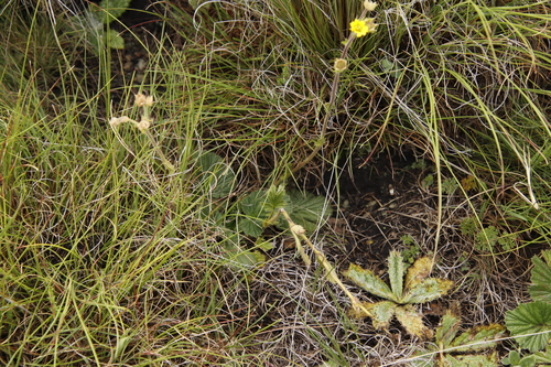 Image of Geum capense by (c) Tony Rebelo, some rights reserved (CC BY-SA)