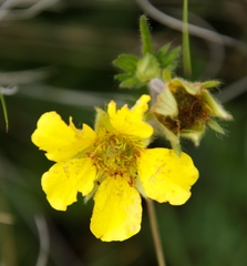 Geum capense
