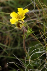 Geum capense