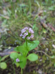 Plectritis congesta brachystemon