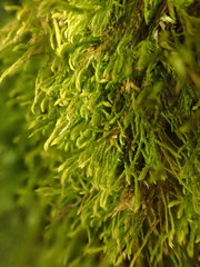 Anomodon longifolius