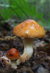 Pholiota lubrica